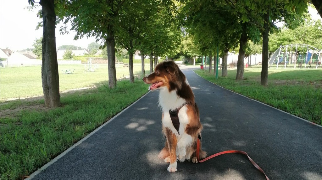 Que faire quand mon chien sur-réagi aux autres chiens en balade&nbsp;?